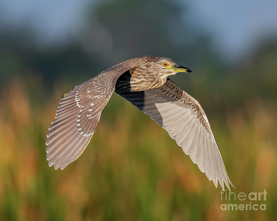 Juvenile Black Crowned Night Heron Photograph by Dale Erickson - Fine