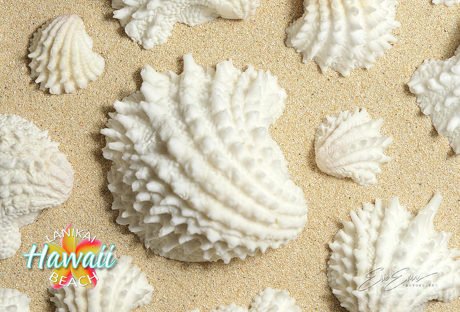 Jewel Box seashells on Lanikai Beach Post Card Photograph by Aloha Art