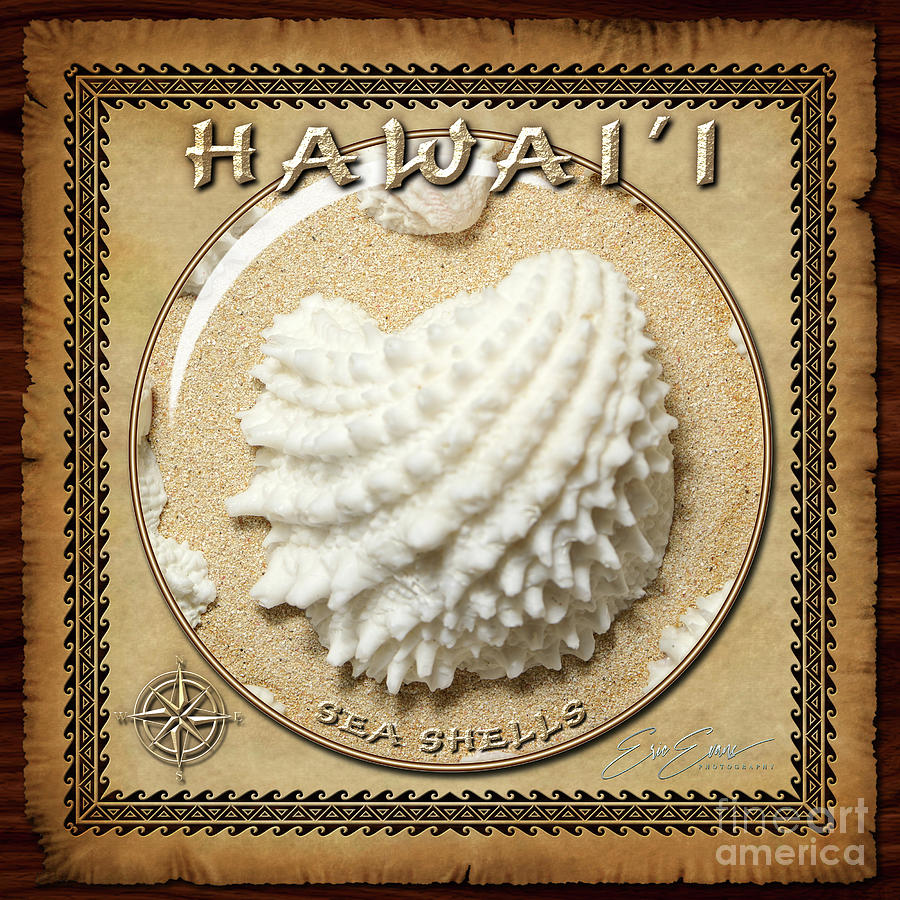 Jewel Box seashells on Lanikai Beach Sphere Image with Hawaiian Style Border Photograph by Aloha Art