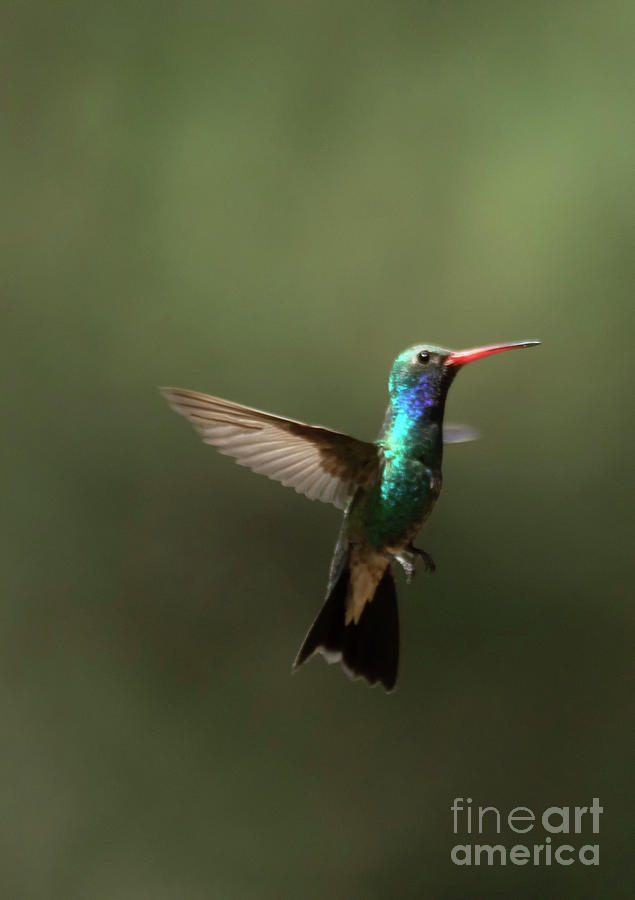 Hummingbird Photograph - Jewel like hummingbird by Ruth Jolly