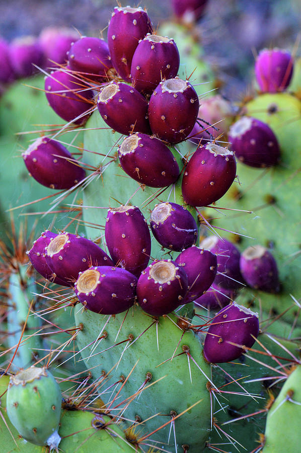 Jewel of the Desert Photograph by Anita Morgan-Reese | Pixels