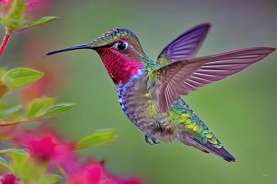 Jewel of the Sky - Annas Hummingbird in Vibrant Colors Photograph by Russ Harris