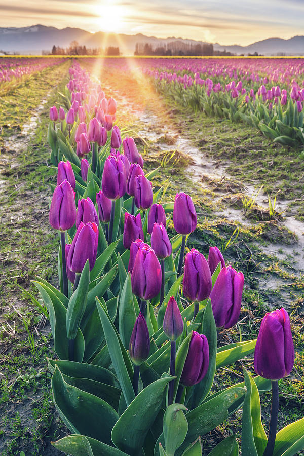 Jewel Tone Tulips Photograph by Michael Rauwolf