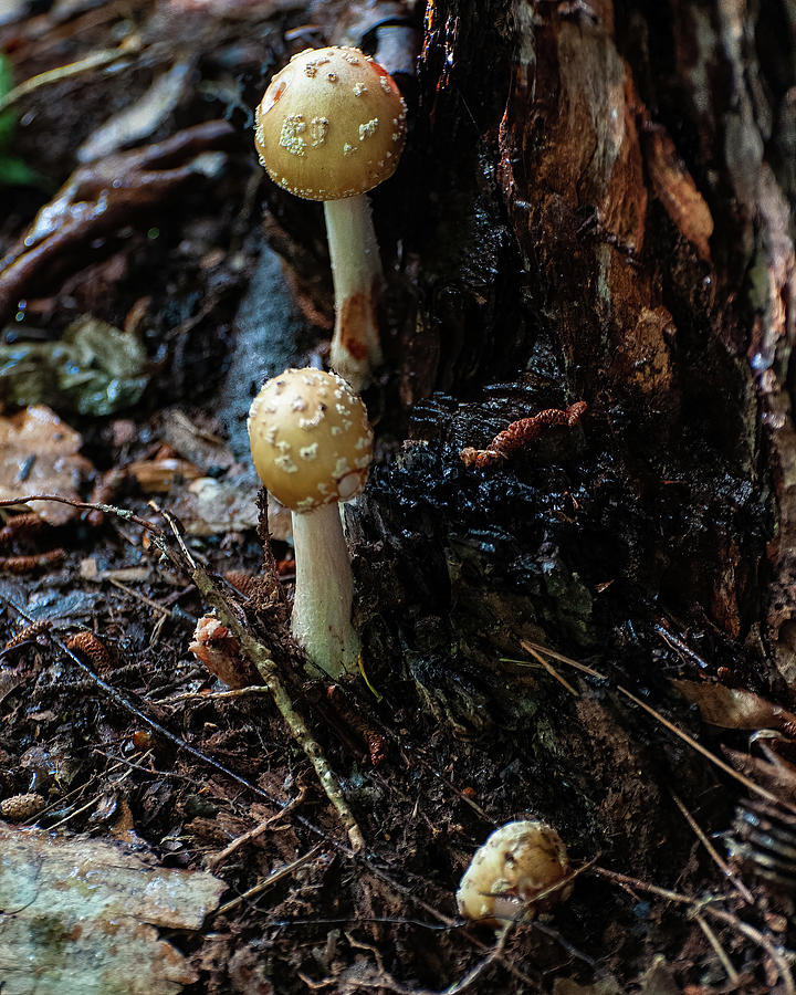Nature Photograph - Jeweled Dethcap Mushroom by Flees Photos