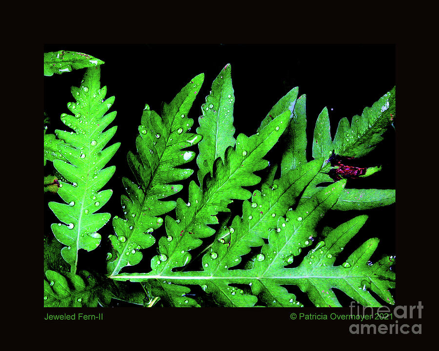 Jeweled Fern-II Photograph by Patricia Overmoyer