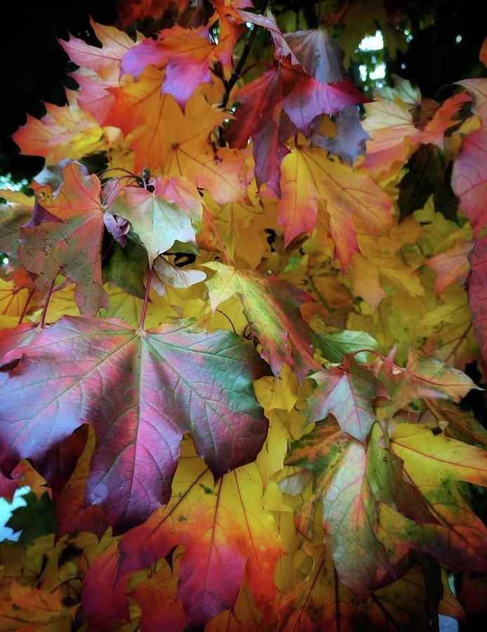 Jeweled leaves Photograph by Melody Ybarra - Fine Art America