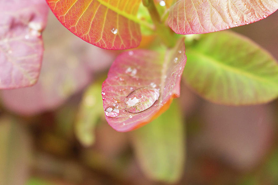 Jeweled Raindrop on a Red Leaf Photograph by Auden Johnson