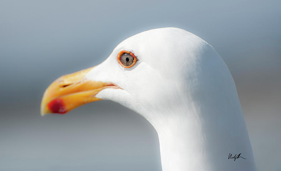 Jeweled Seagull Photograph by Windy Osborn