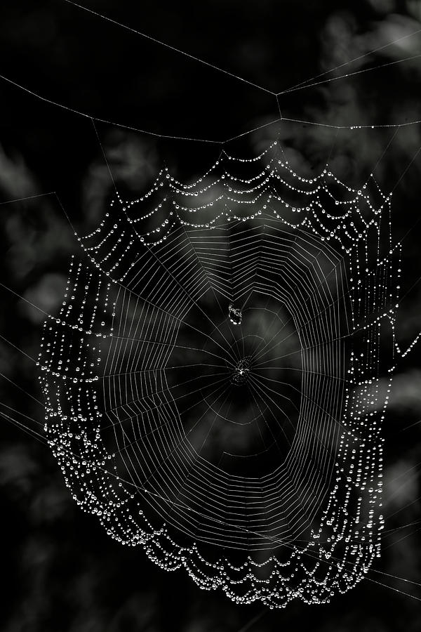 Jeweled Web Black and White Photograph by Heidi Fickinger