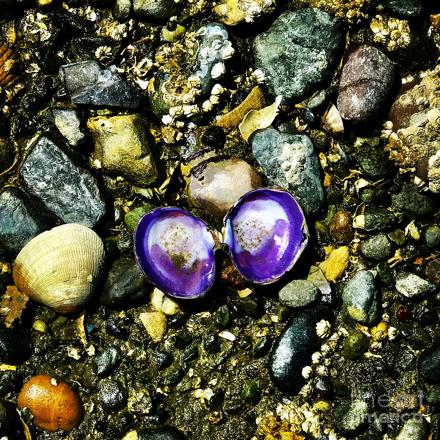 Jewels of the Beach Photograph by Suzanne Lorenz