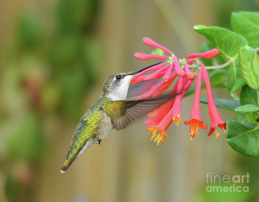 Jewels of the Garden - Hummingbird in Flight Photograph by Kerri Farley