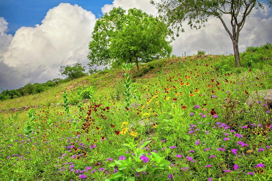 Jewels of the Hill Country Photograph by Lynn Bauer