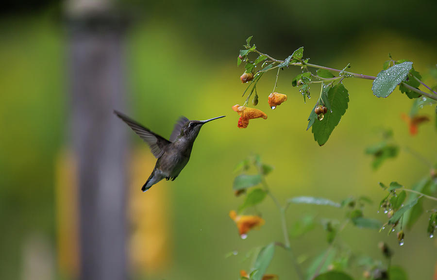 Jewelweed Hummingbird Photograph by Lynn Thomas Amber