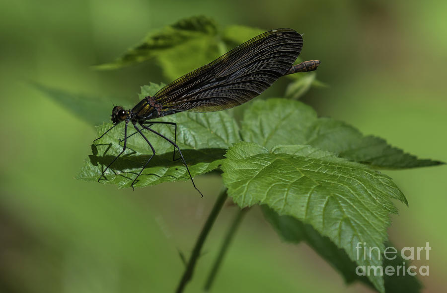 Jewelwings Dragonfly Photograph by Eva Lechner