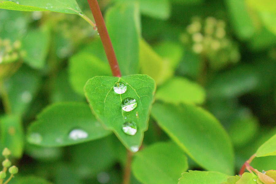 Jewled Water Drop after a Spring Rain Photograph by Auden Johnson
