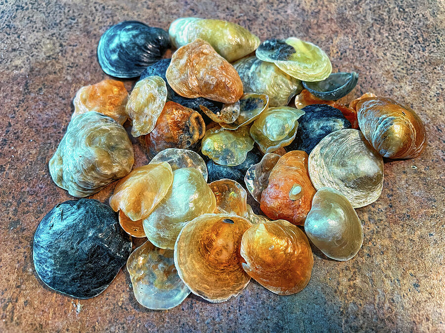 Jingles Seashells Photograph by Bill Swartwout