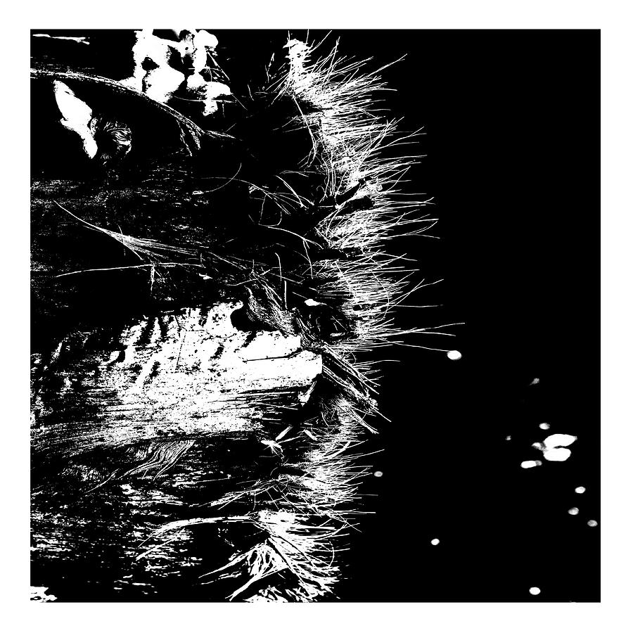 Jitterbug Digital Art by Fran Hogan Jitterbug Digital Art by Fran Hogan