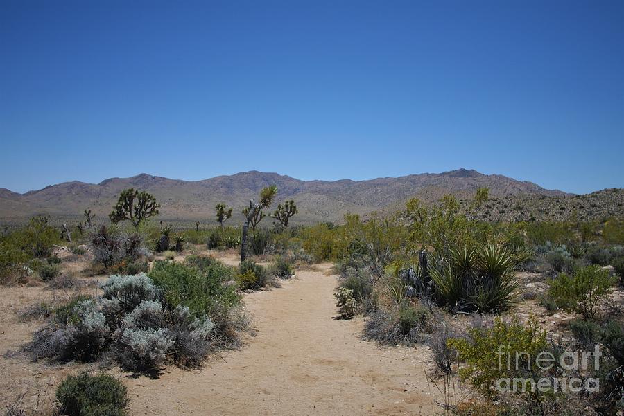 Desert Photograph - Joshua Tree - Panorama Trail 2020 6 by Lee Antle