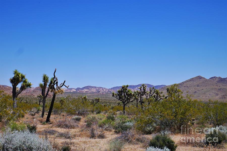 Desert Photograph - Joshua Tree - Panorama Trail 2020 7 by Lee Antle
