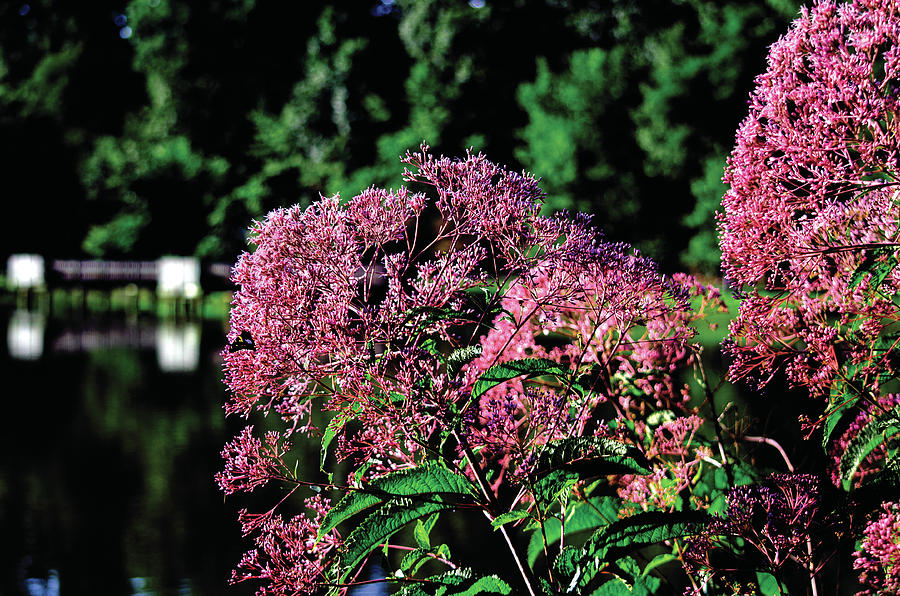 Joe Pye Weed Photograph by DMT Photography - Fine Art America