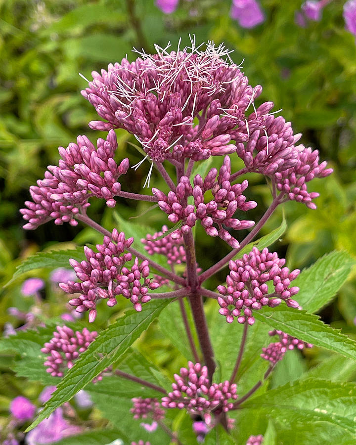 Joe Pye Weed Photograph by Frederick Belin - Fine Art America