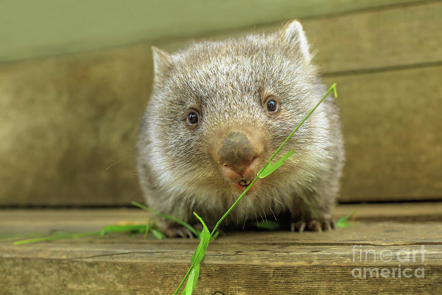 joey of Wombat feeding Photograph by Benny Marty