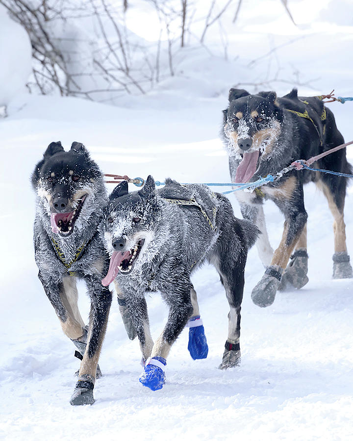 John Beargrease race Photograph by Tim Zeltinger Pixels