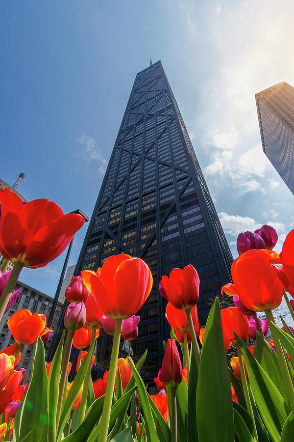 John Hancock Center with Tulips in Spring Photograph by Adam Romanowicz