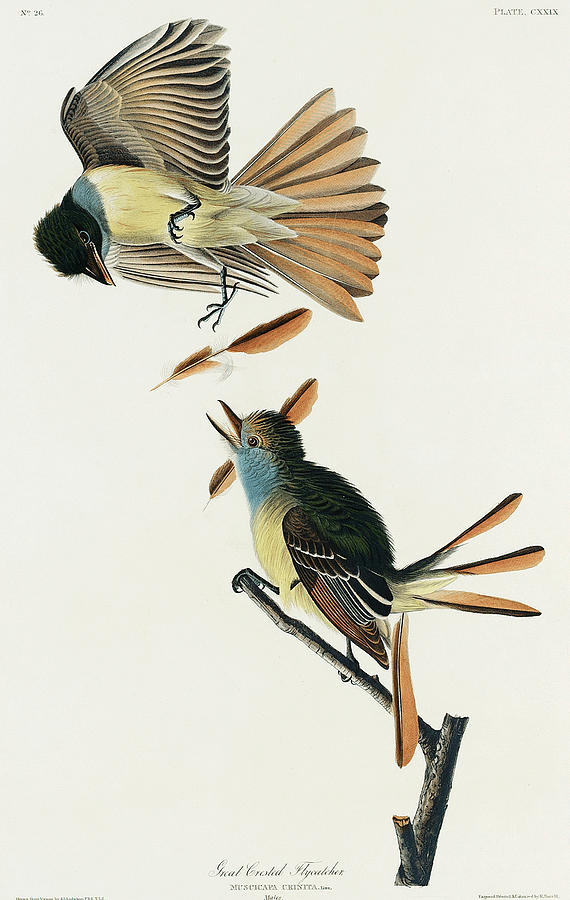 John Jame Audubon, Great Crested Flycatcher Mixed Media by World Art Collective