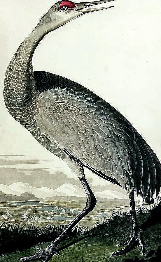 John James Audubon American 1785 1851 After Hooping Crane Grus 