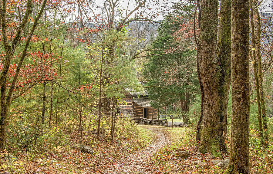 John Oliver Cabin Through the Woods, Cades Cove Photograph by Marcy Wielfaert