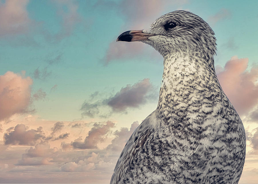 Johnathan Livingston Seagull Photograph by Bob Orsillo