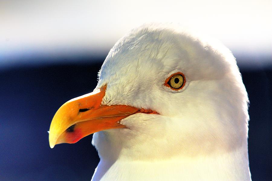 Johnathan Seagull  Photograph by David Matthews
