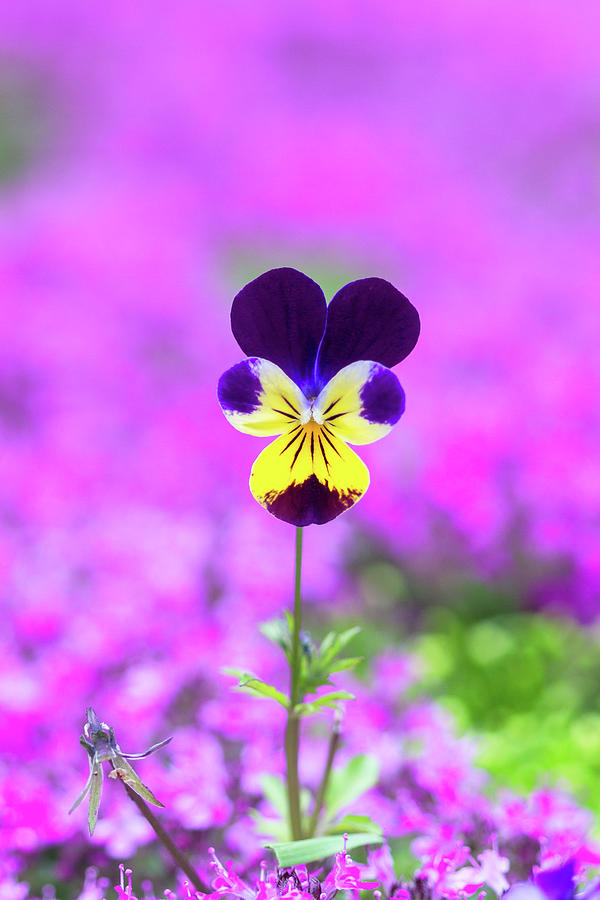 Johnny Jump Up Pansy Flower Photograph by Michael Russell