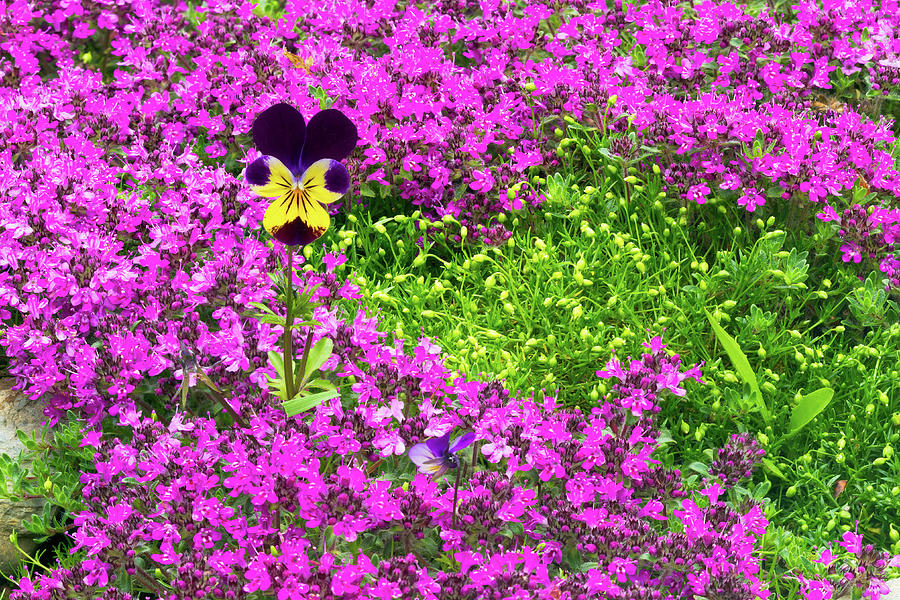 Johnny Jump Up -Viola tricolor- Flower with Thyme Flowers Photograph by Michael Russell