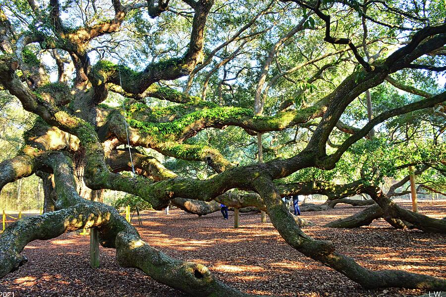 John's Island Angel Oak Photograph by Lisa Wooten - Fine Art America