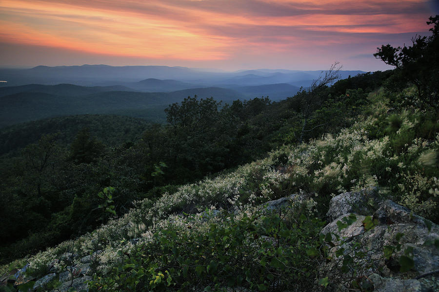 Jointweed Flowers at Sunset - Queen Wilhelmina State Park Photograph by William Rainey