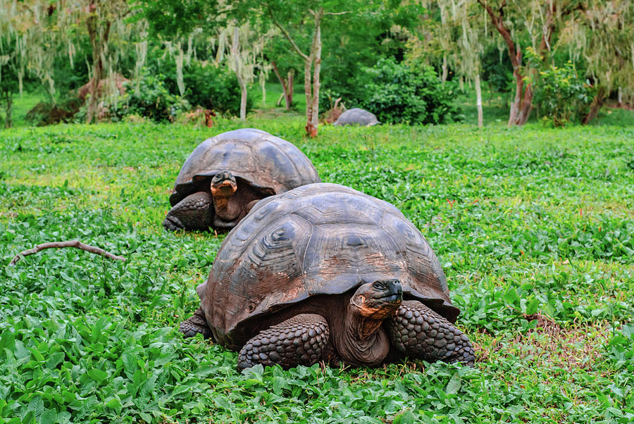 Jolly Green Giants Photograph by Angela Messmer-Blust - Fine Art America