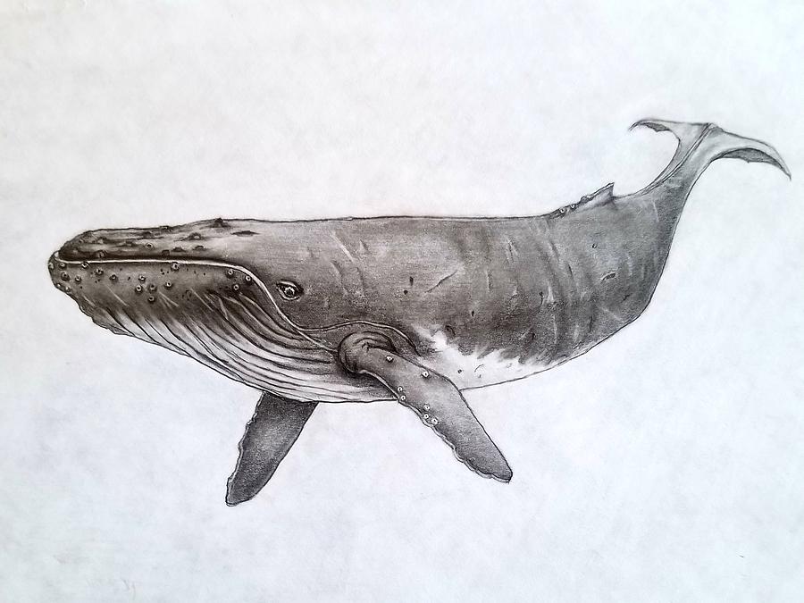 Whale Drawing by Jennifer Williams - Fine Art America