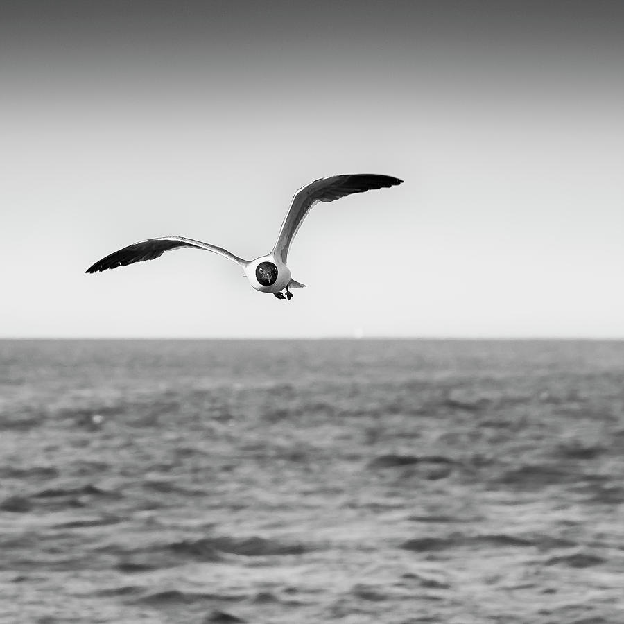 Jonathan Livingston Seagull Photograph by Enrique Pelaez