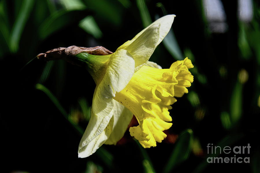 Jonquil Daffodil - Side View Photograph by Diana Mary Sharpton