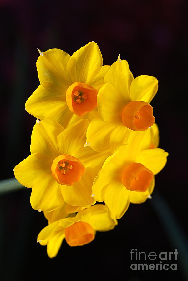 Spring Photograph - Jonquils In Spring by Joy Watson