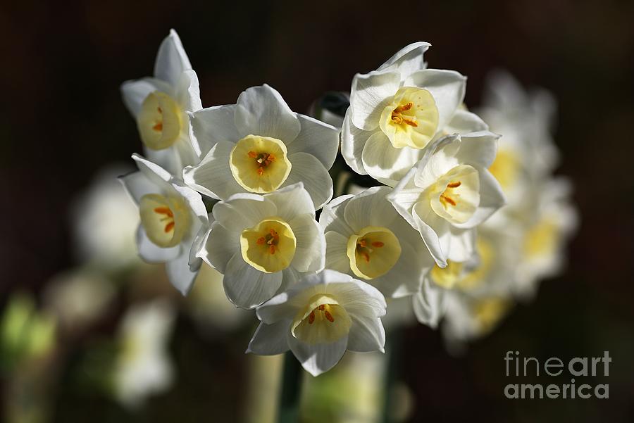 Nature Photograph - Jonquils White and Yellow by Joy Watson