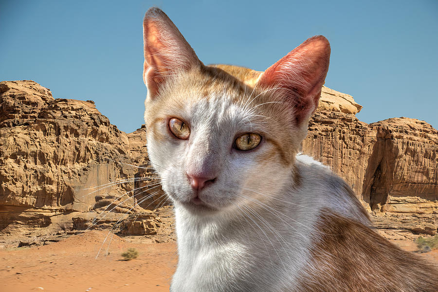 Jordanian Cat Photograph by Richard Goldman