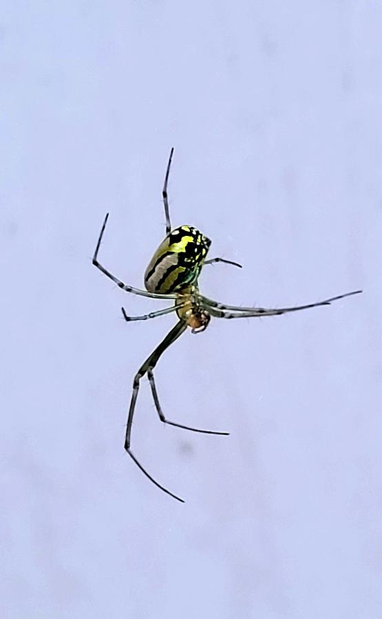 Joro Spider Photograph