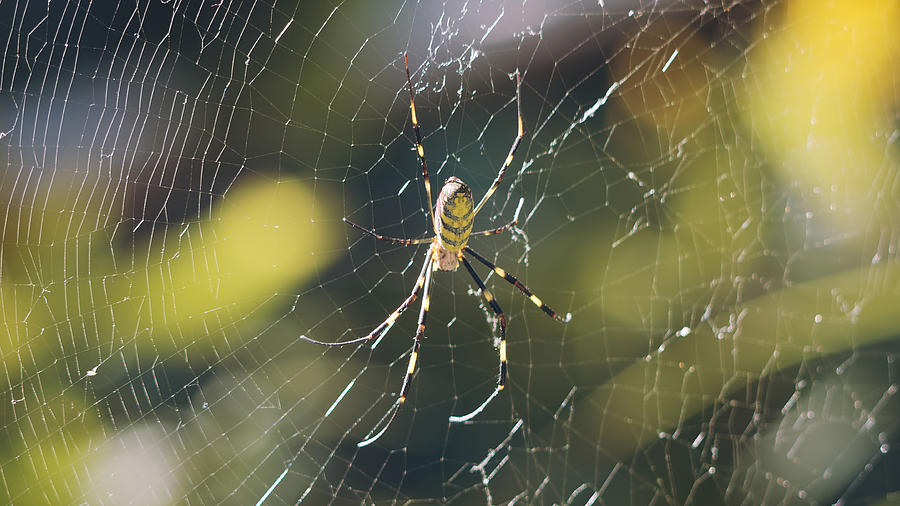 Joro Spider, Trichonephila Clavata, Spider Web Photograph by DKosig