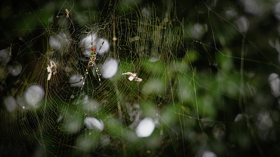 Jorogumo Spider 2 Photograph by Bill Chizek