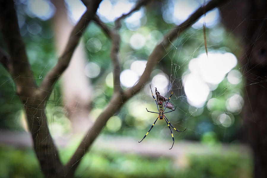 Jorogumo Spider Photograph by Bill Chizek