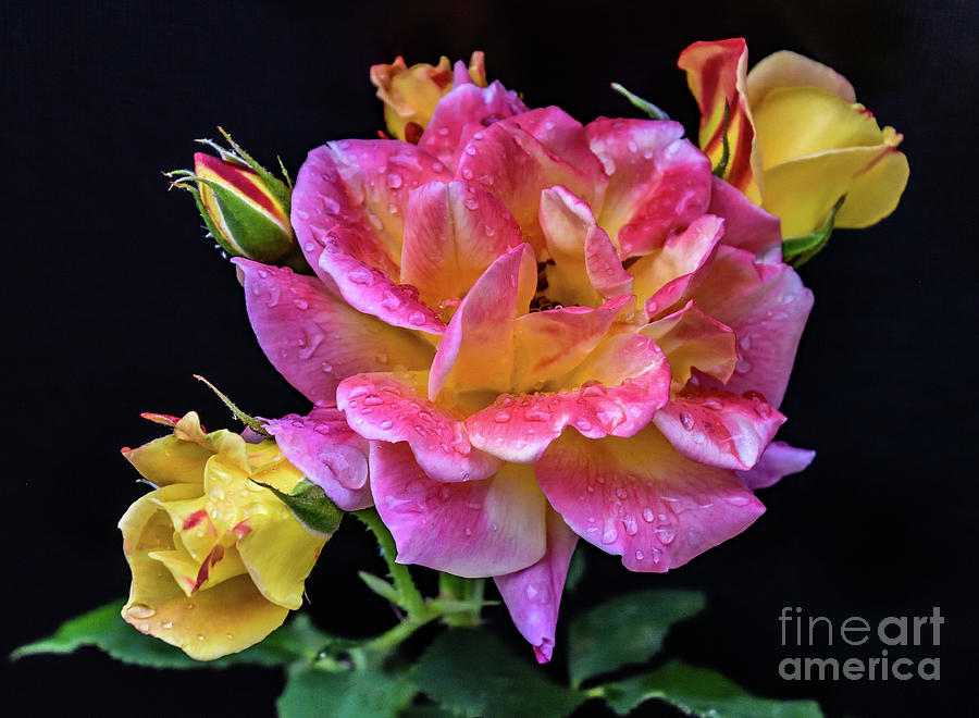 Joseph's Coat Of Many Colors Is Blooming Photograph by Cindy Treger ...