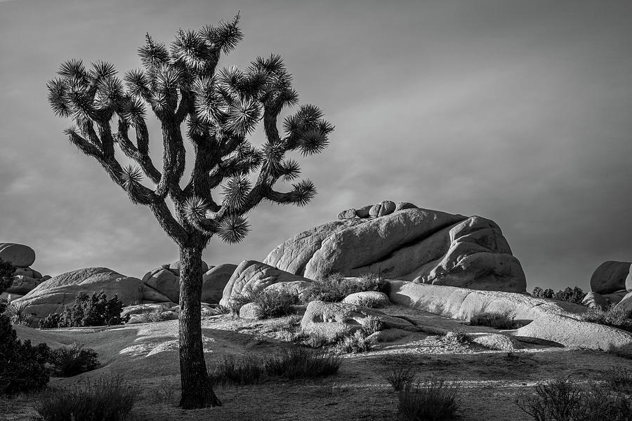 Joshua Tree National Park Photograph - Joshua and his Friend Rocky by Peter Tellone